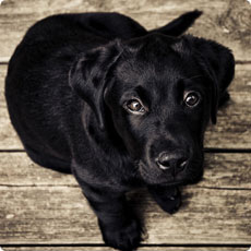 网页DDOS攻击平台